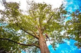 Best Tree Cabling and Bracing  in Juarez, TX
