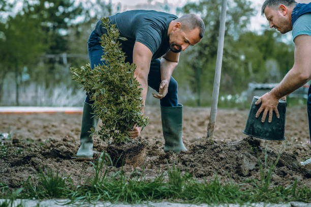 Best Tree Mulching  in Juarez, TX