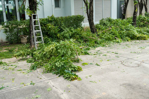Best Lawn Grading and Leveling  in Juarez, TX