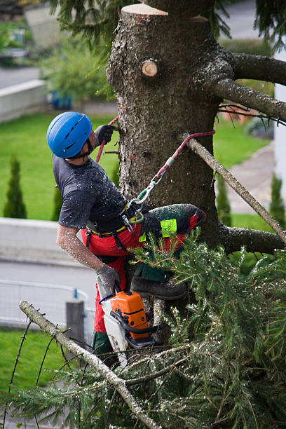 Best Lawn Disease Treatment  in Juarez, TX
