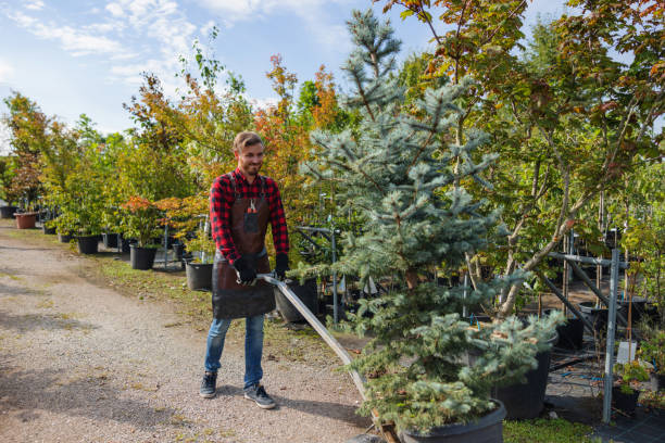 Tree Services