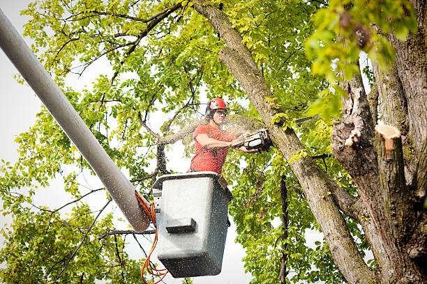 Reliable Juarez, TX Tree Services Solutions